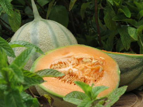 Le Melon du Quercy