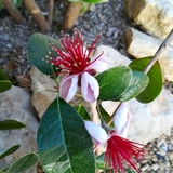 Nos fleurs de goyavier du domaine.