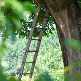 Rêvez sous le tilleul bicentenaire du domaine.