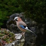 Chez nous les oiseaux sont rois et la nature est reine...