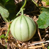 Le Quercy, un pays de melons, entre autre!