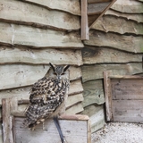 Une halte AU ROCHER AUX AIGLES, une visite incontournable en famille, toute proche de Rocamadour