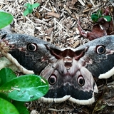 Un papillon rare découvert dans l'un de nos massifs de plantes.