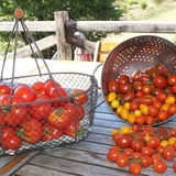 En 2018, plus de 300 kilos de tomates récoltées.