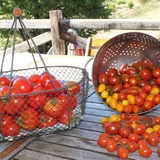 Nos tomates du jardin.