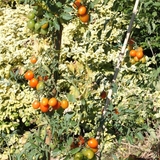 Nous avons cultivé plusieurs variétés anciennes de tomates cerises.