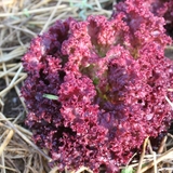 La lolo rossa, une bonne idée de salade.