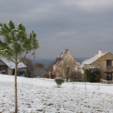 Notre pin parasol passe son premier hiver.