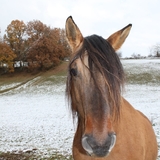 Nos voisins, les chevaux.