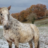 A coté du domaine, les chevaux.