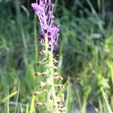 Les curieuses fleurs sauvages du domaine.