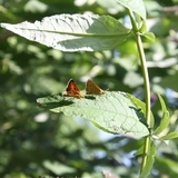 Nous protégeons les insectes et ne traitons pas nos cultures.