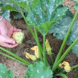 Les beignets de courgette en perspective