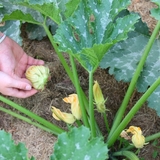 Les beignets de courgette en perspective