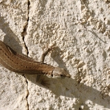 Les petits lézards de la région.